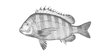 drawing of a Sheepshead