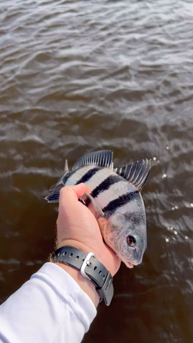 Did you catch the fish feast we cooked up in our last post? It featured these beauties, the Black Drum. Come catch some with us here in South Carolina, right around the corner from Myrtle Beach! 

#coastalmarshadventures #BlackDrum #MyrtleBeach #MyrtleBeachFishing #SouthCarolina #SouthCarolinaFishing #littleriversc #FishingCharter #SCFishingCharter #CoastalFishing